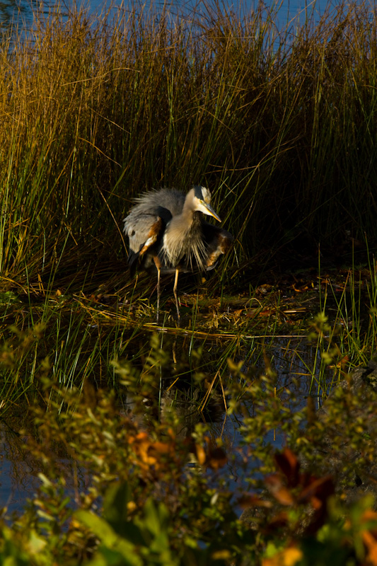 Great Blue Heron